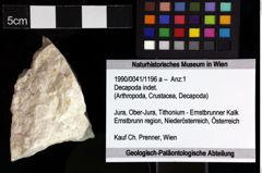 Foto (Objket + Etiketten) von Decapoda indet. 